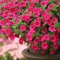 100 Seeds Calibrchoa Million Bells Annual Flower Rose Red Flowers