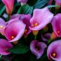 100 Seeds Calla Flower Plants Rare Bonsai Calla Lily Flower Planting