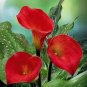 100 Seeds Calla Lily - Zantedeschia aethiopica Flower semillas sementes