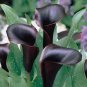 50 Seeds Calla Lily Black Color