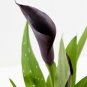 50 Seeds Calla Lily Black Color