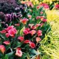 100 Seeds Calla Lily Bonsai Room Flowers Zantedeschia Aethiopica Bonsai Houseplants