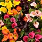 100 Seeds Calla Lily Bonsai Room Flowers Zantedeschia Aethiopica Bonsai Houseplants