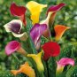 100 Seeds Calla Lily Bonsai Room Flowers Zantedeschia Aethiopica Bonsai Houseplants