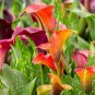 2 Seeds Calla Lily Bulbs