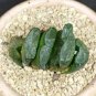 2 Seeds Calla Lily Bulbs 4Haworthia truncata Seed New Colorful Succulent Plant