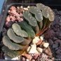 2 Seeds Calla Lily Bulbs 4Haworthia truncata Seed New Colorful Succulent Plant