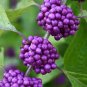 50 Seeds Callicarpa bodinieri Levl