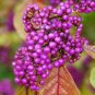 50 Seeds Callicarpa bodinieri Levl