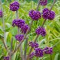 50 Seeds Callicarpa bodinieri Levl