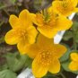 100 Seeds Caltha Palustris Bonsai Very Fragrant Can Grow Well in Pot Or Bonsai Flores Sementes