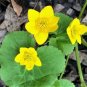 100 Seeds Caltha Palustris Bonsai Very Fragrant Can Grow Well in Pot Or Bonsai Flores Sementes
