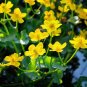 100 Seeds Caltha Palustris Bonsai Very Fragrant Can Grow Well in Pot Or Bonsai Flores Sementes
