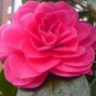 50 Seeds Camellia Bonsai, Camellia Flowers Plants