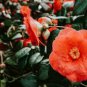 50 Seeds Camellia Flores Bright Orange Color
