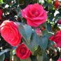 5 Seeds Camellia Flores Potted Plants Red Double Flowers