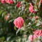 10 Seeds Camellia Flowers Potted Plants Home Garden Decorations Flower