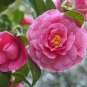 10 Seeds Camellia Flowers Potted Plants Home Garden Decorations Flower