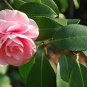 10 Seeds Camellia Flowers Seeds Light Pink Colors