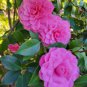 10 Seeds Camellia Flowers Seeds Light Pink Colors