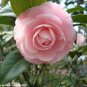 10 Seeds Camellia Flowers Seeds Light Pink Colors