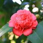 50 Seeds Camellia impatiens Seeds Dark Red Double Flowers