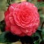 50 Seeds Camellia impatiens Seeds Dark Red Double Flowers