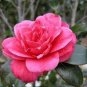 50 Seeds Camellia impatiens Seeds Dark Red Double Flowers