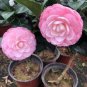 50 Seeds Camellia impatiens Seeds Pink Double Flowers