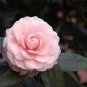 50 Seeds Camellia impatiens Seeds Pink Double Flowers