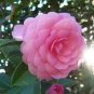 50 Seeds Camellia impatiens Seeds Pink Double Flowers