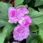 50 Seeds Camellia impatiens Seeds Purple Double Flowers