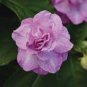 50 Seeds Camellia impatiens Seeds Purple Double Flowers