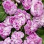 50 Seeds Camellia impatiens Seeds Purple Double Flowers