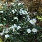 50 Seeds Camellia impatiens Seeds White Double Flowers