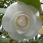 50 Seeds Camellia impatiens Seeds White Double Flowers