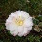 50 Seeds Camellia impatiens Seeds White Double Flowers