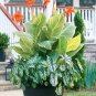 106 Seeds Canna Bonsai, DIY Potted Plants