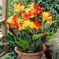106 Seeds Canna Bonsai, DIY Potted Plants