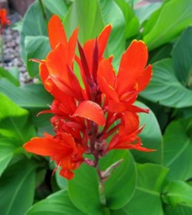 5 Seeds Canna Edulis