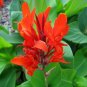 5 Seeds Canna Edulis