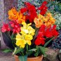 200 Seeds Canna Lily Flore Outdoor Indoor Mixed Flowers