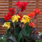 200 Seeds Canna Lily Flore Outdoor Indoor Mixed Flowers