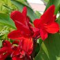 200 Seeds Canna Lily Flore Outdoor Indoor Red Flowers with Dark Red Leaves