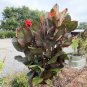 200 Seeds Canna Lily Flore Outdoor Indoor Red Flowers with Dark Red Leaves