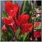 200 Seeds Canna Lily Flore Outdoor Indoor Red Flowers with Dark Red Leaves