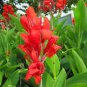 200 Seeds Canna Lily Fresh Red Double Flowers