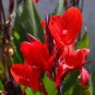 200 Seeds Canna Lily Fresh Red Double Flowers