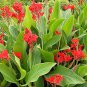 200 Seeds Canna Lily Fresh Red Double Flowers