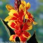 200 Seeds Canna Lily Potted Flower Yellow Red Colorful Flowers
